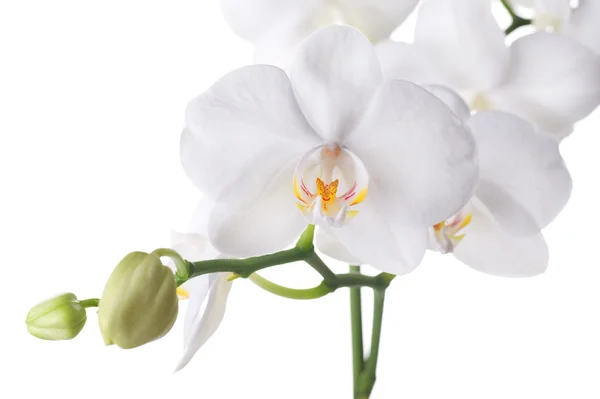 Fechamento branco bonito da orquídea — Fotografia de Stock
