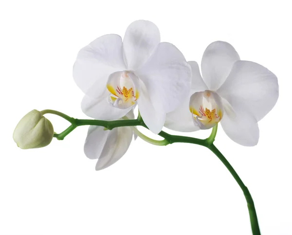 Fechamento branco bonito da orquídea — Fotografia de Stock