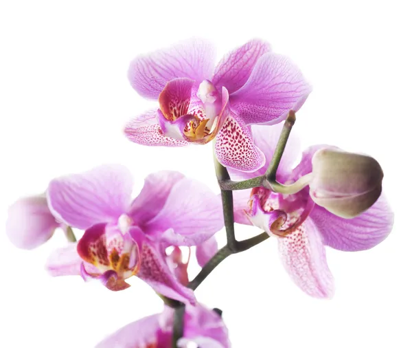 Bella orchidea sopra bianco — Foto Stock