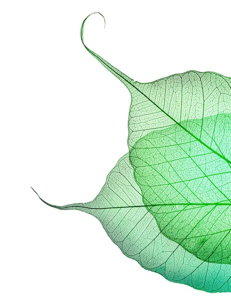 白で美しい緑の葉の罫線 — ストック写真