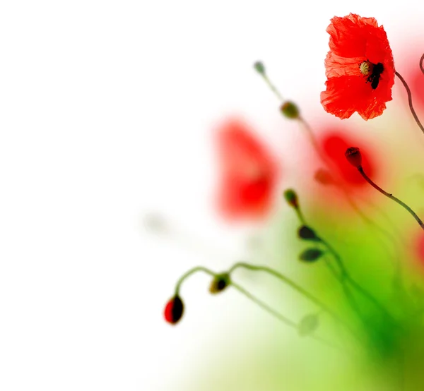 Watercolor Poppies — Stock Photo, Image