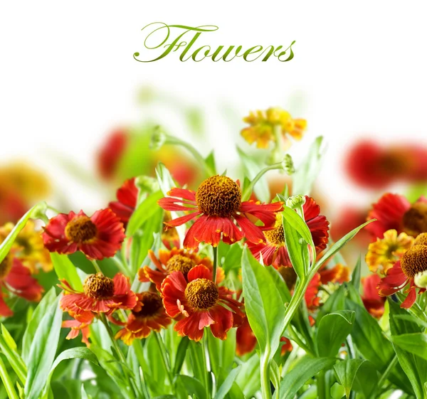 Nyári virágok absztrakt háttér — Stock Fotó
