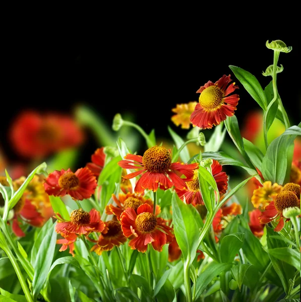 Květiny abstraktní pozadí nad černou — Stock fotografie