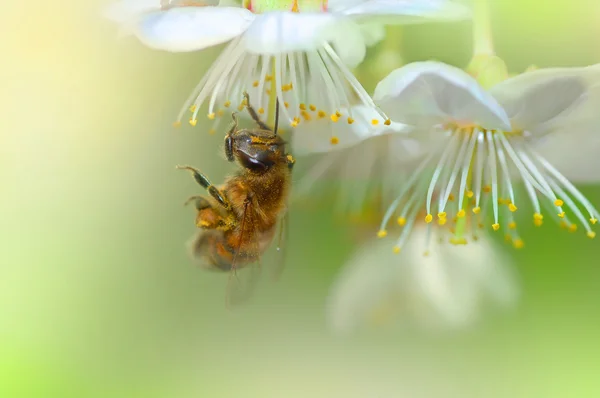 Spring Bee — Zdjęcie stockowe
