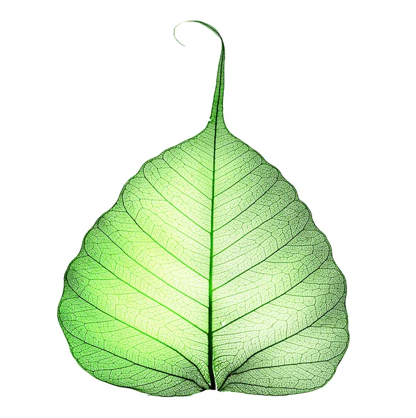 Grönt blad över vita — Stockfoto