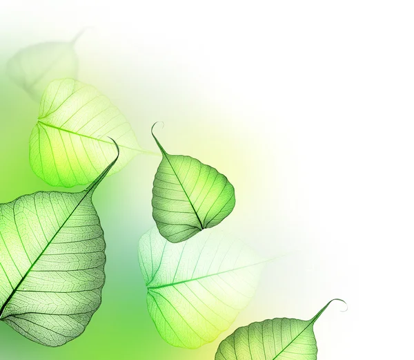 Krásný květinový design. zelené listy — Stock fotografie