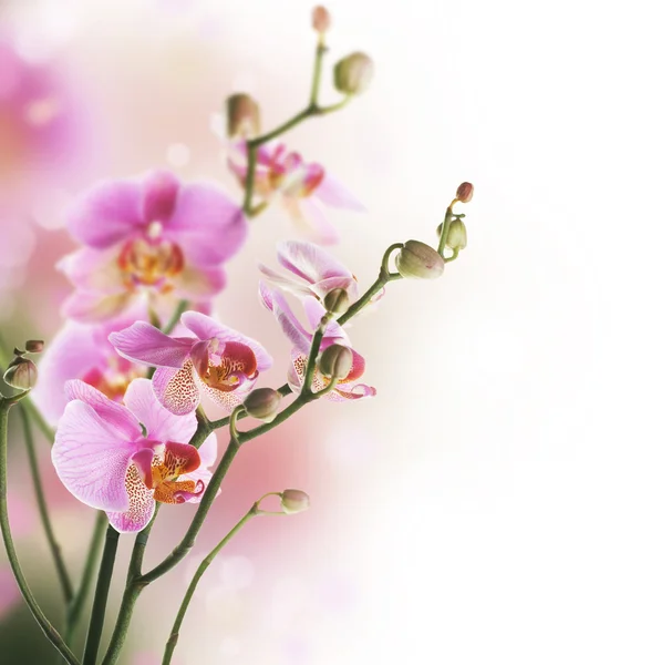 Orchid grens — Stockfoto