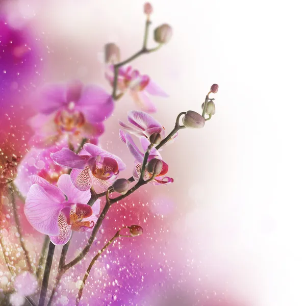 美しい蘭のボーダー — ストック写真