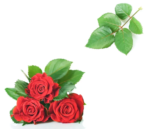 美丽的玫瑰花朵和叶子 — 图库照片