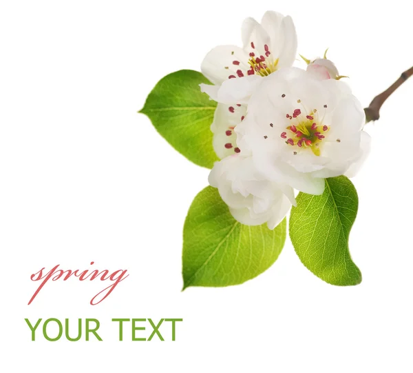 Spring Pear Blossom — Stock Photo, Image