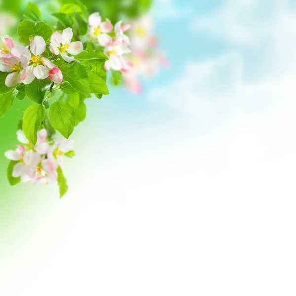 Spring Apple Blossoms Border — Stock Photo, Image