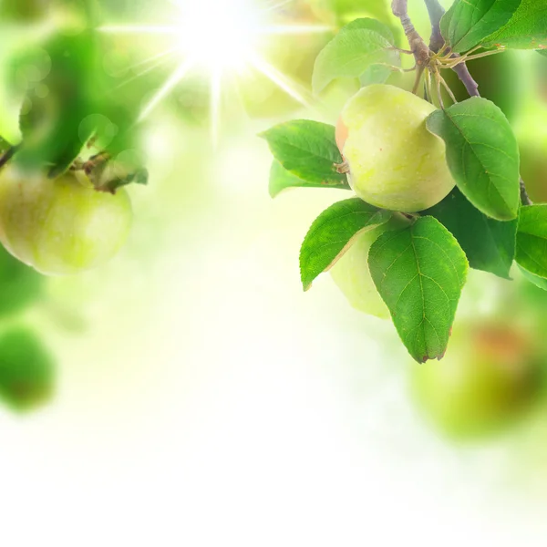 아름 다운 신선한 사과 과수원에서 — 스톡 사진