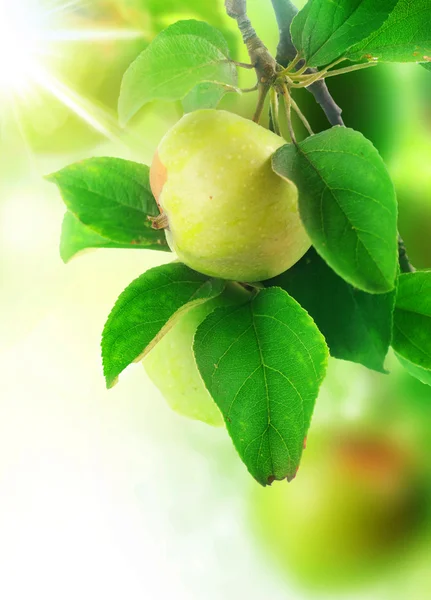 Växande äpplen — Stockfoto