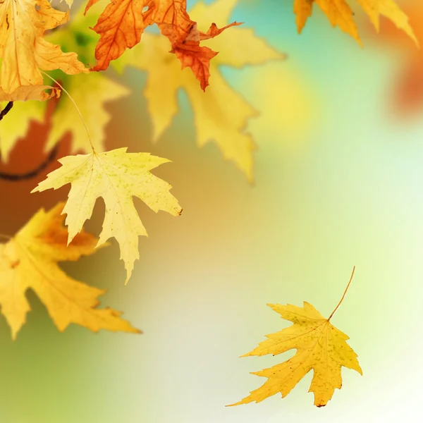 Podzim — Stock fotografie