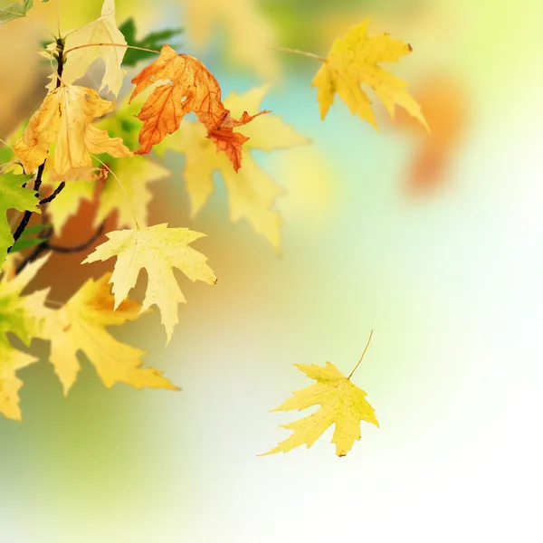 Krásný podzim — Stock fotografie