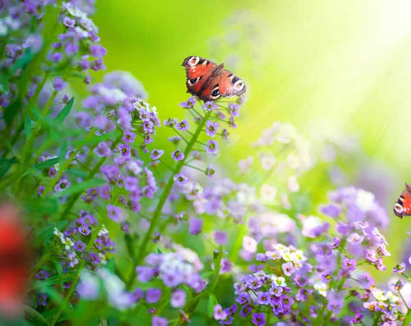 Mariposas en flores — Foto de Stock