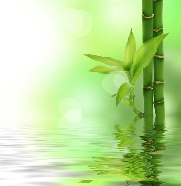Zen Bamboo — Stock Photo, Image
