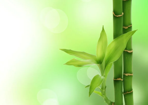 Дзэн-бамбук — стоковое фото