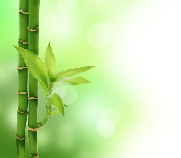 Дзэн-бамбук — стоковое фото