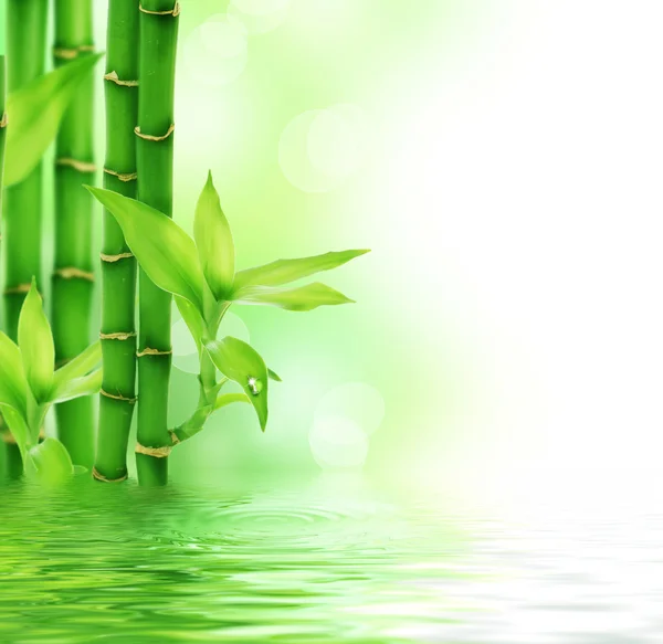 Gyönyörű friss bambusz — Stock Fotó
