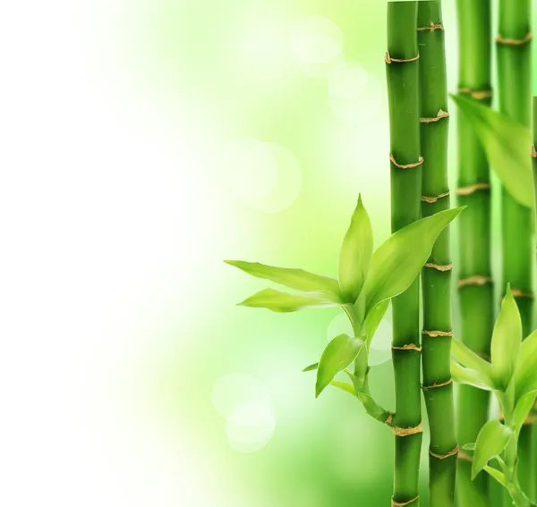 Vackra bambu — Stockfoto