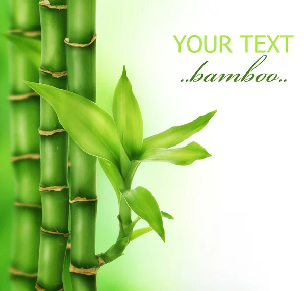 Zen-Bambus — Stockfoto