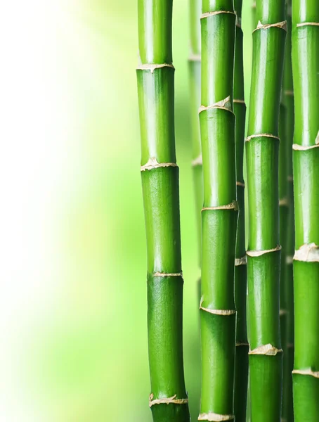 Fronteira de bambu — Fotografia de Stock