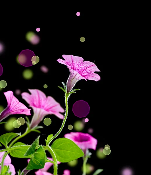 Klokken bloemen grens — Stockfoto