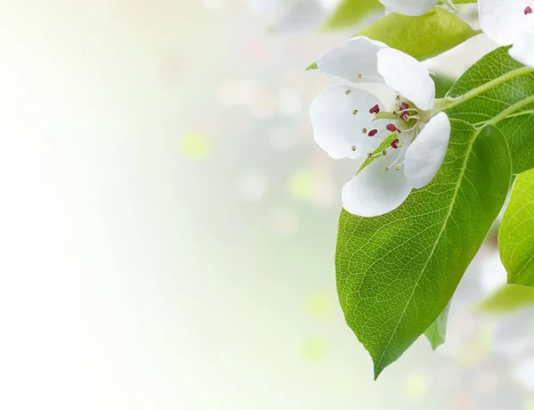 Krásný jarní květy hranice — Stock fotografie