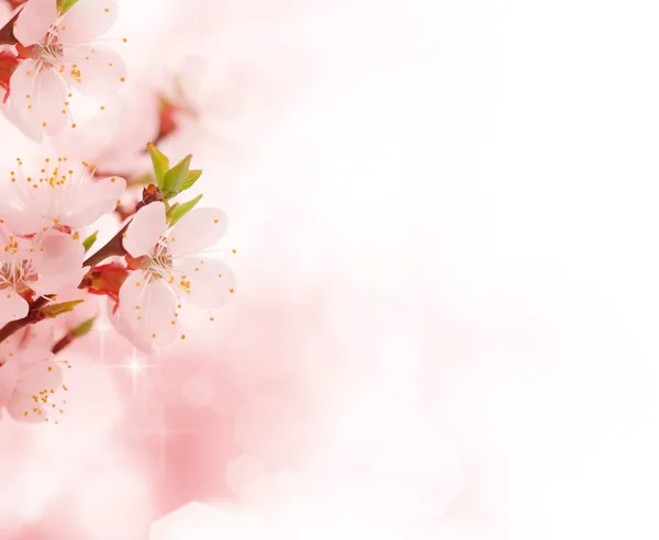 아름 다운 꽃 테두리 — 스톡 사진