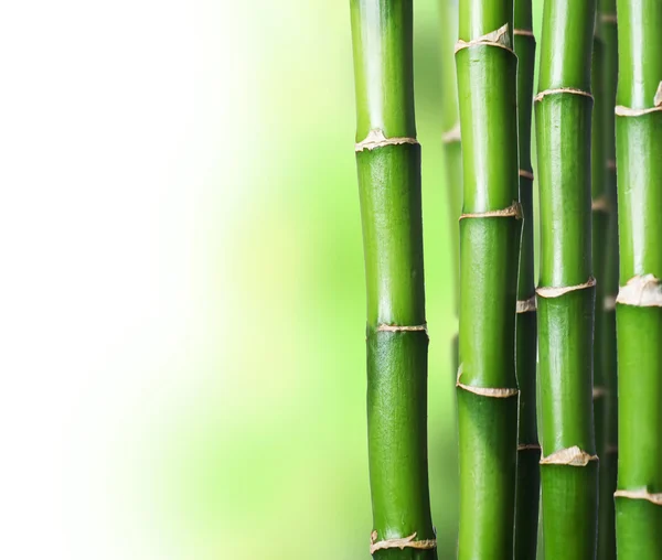 Бамбук — стокове фото