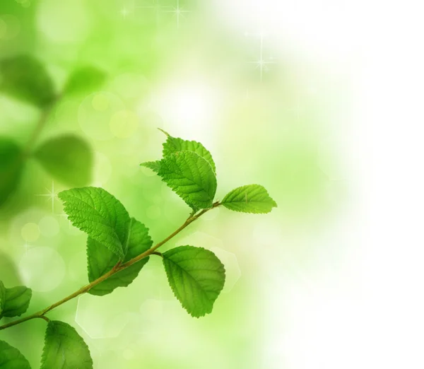 Gröna vårlöv — Stockfoto