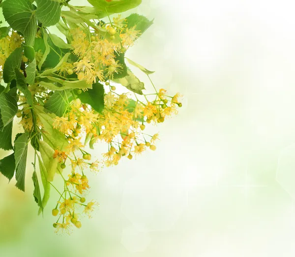 Linden tree blommor gränsen — Stockfoto
