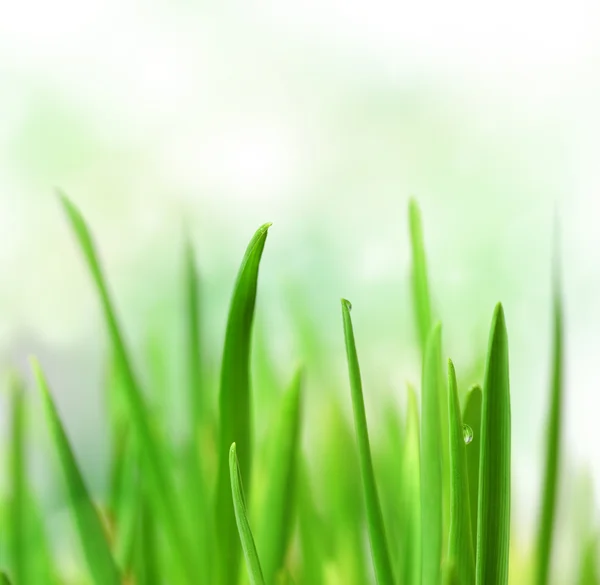 Красиві трави — стокове фото