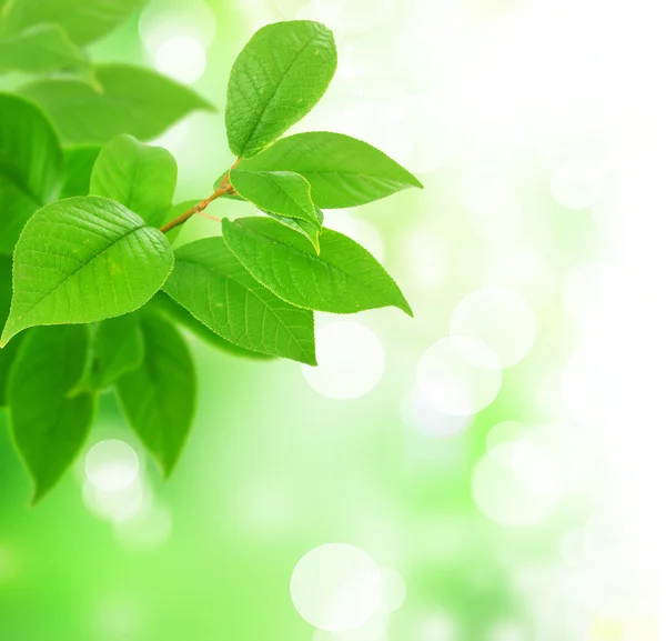 Belle foglie verdi fresche — Foto Stock