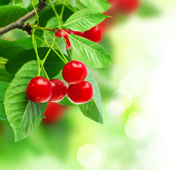 Vackra färska körsbär på gren — Stockfoto