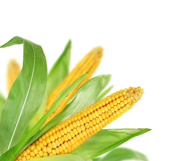 Кукурузный борщ — стоковое фото