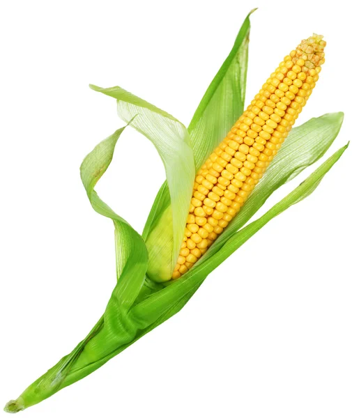 Кукуруза над белым — стоковое фото