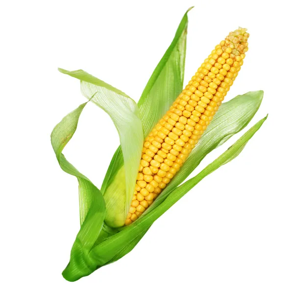 Maïs geïsoleerd op wit — Stockfoto