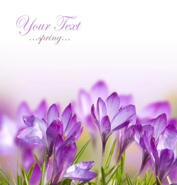 Beautiful Spring Flowers — Stock Photo, Image