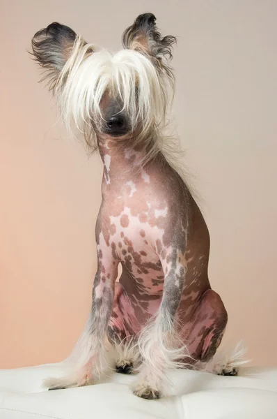 Perro cresta chino — Foto de Stock