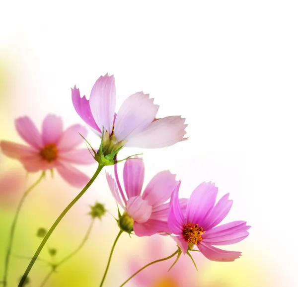 Mooie bloemen grens. ontwerp met bloemen — Stockfoto