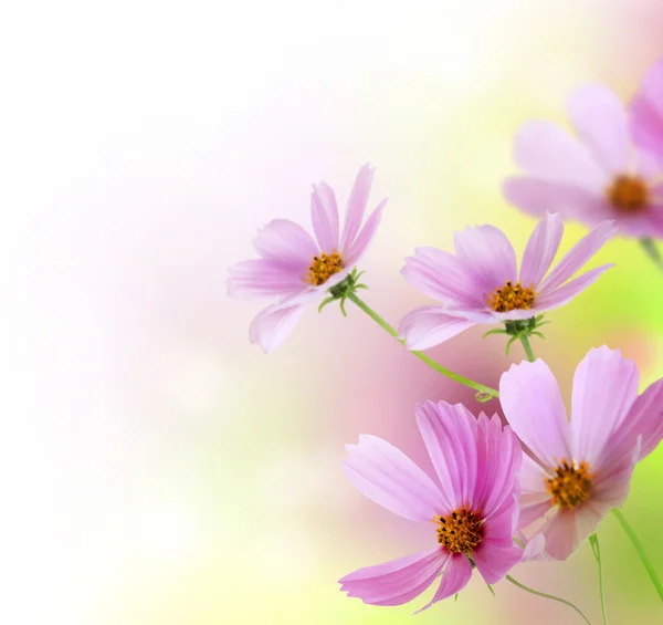 Frontera de hermosas flores. diseño floral sobre blanco — Stok fotoğraf