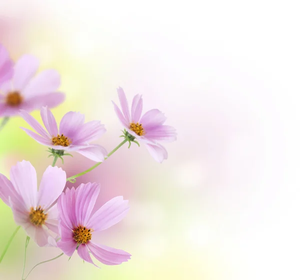 Vackra blommor gränsen. blommönster — Stockfoto