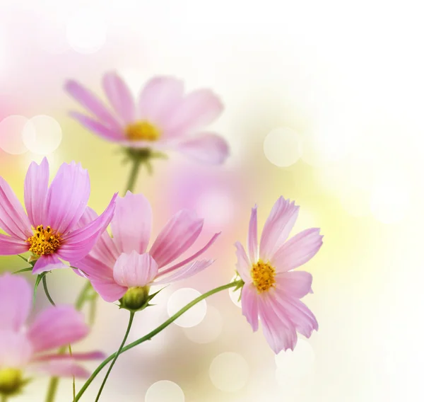 Hermosa frontera de flores. Diseño floral sobre blanco — Foto de Stock