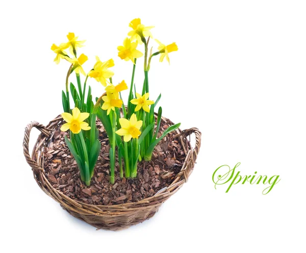 Bonitos Daffodils crescendo em uma cesta — Fotografia de Stock