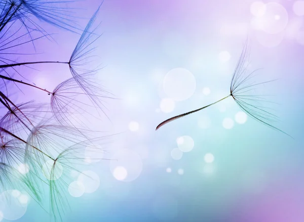 Beautiful Abstract Flying Dandelion Seeds — Stock Photo, Image