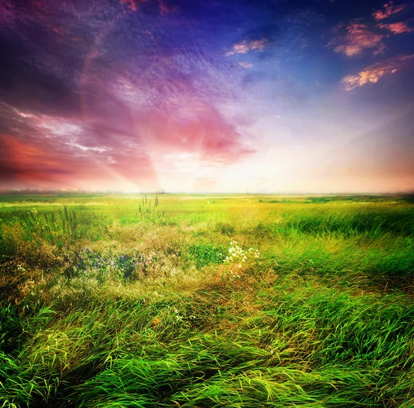 緑の野と美しい夕日 — ストック写真