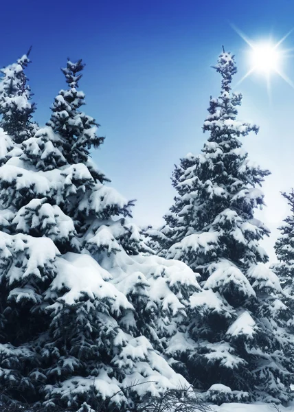 Зимові дерева — стокове фото
