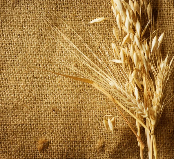 Orecchie di grano confine su sfondo iuta. con spazio di copia — Foto Stock